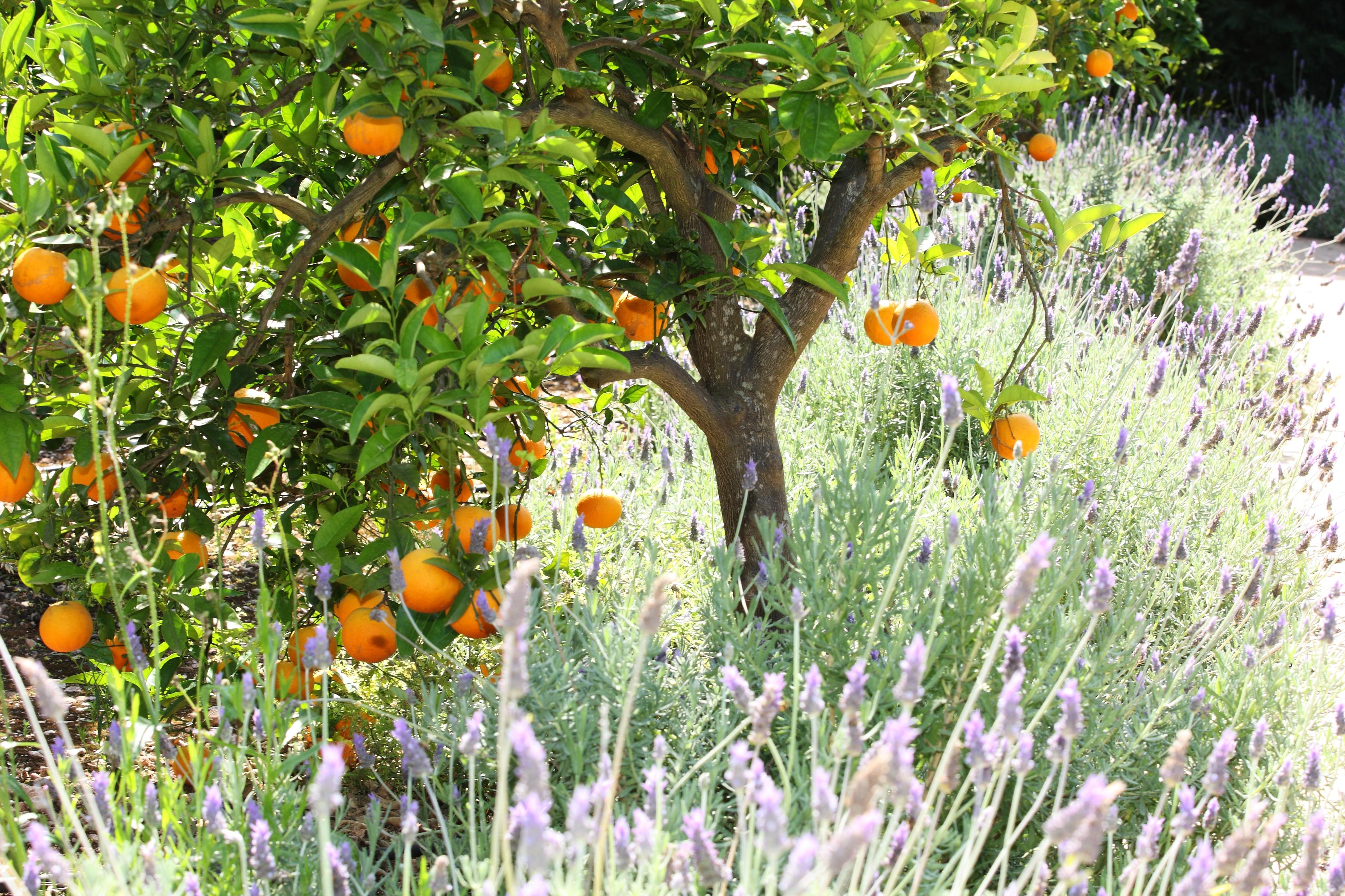Finca Ca'S Curial - Agroturismo - Adults Only 索列尔 外观 照片