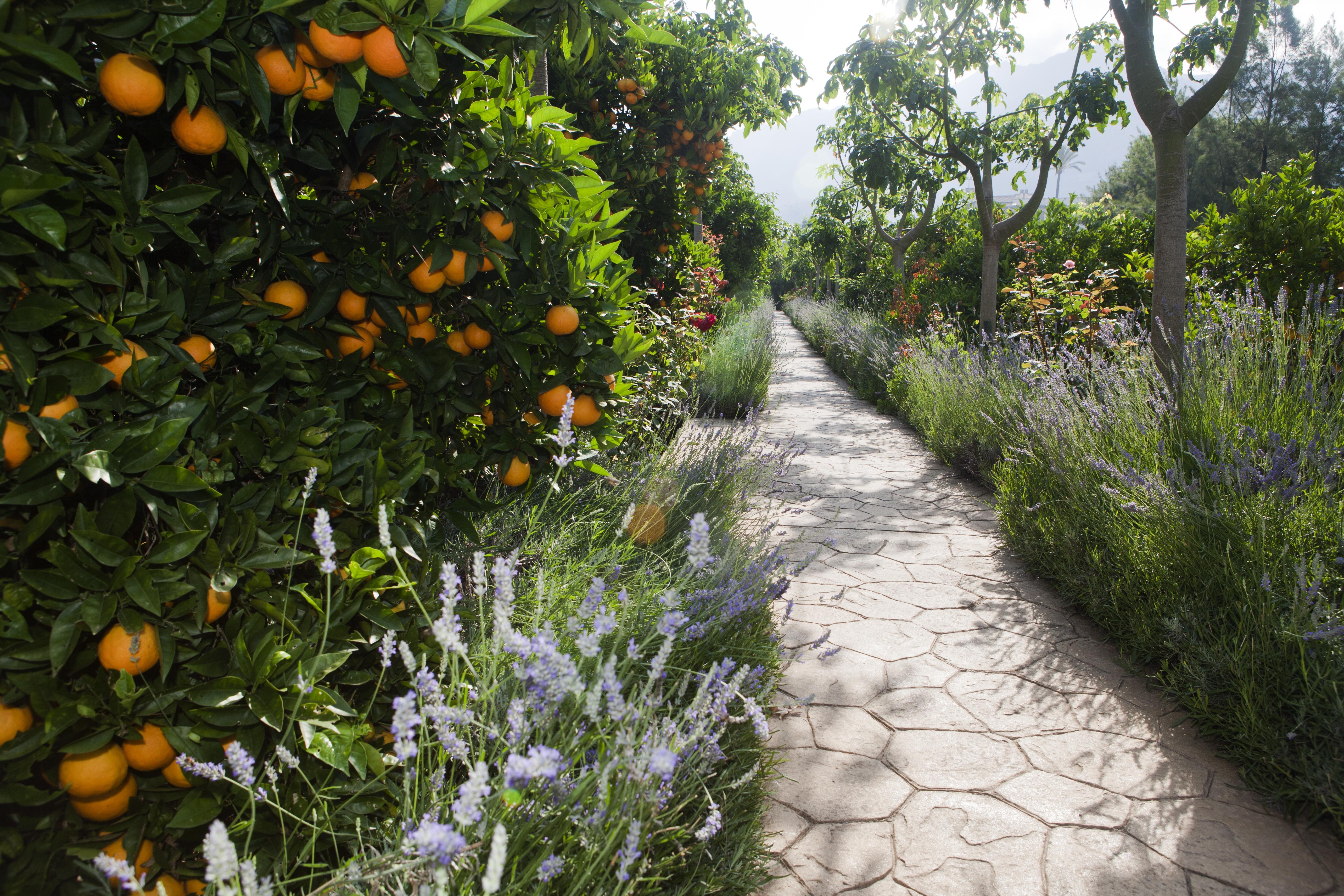 Finca Ca'S Curial - Agroturismo - Adults Only 索列尔 外观 照片