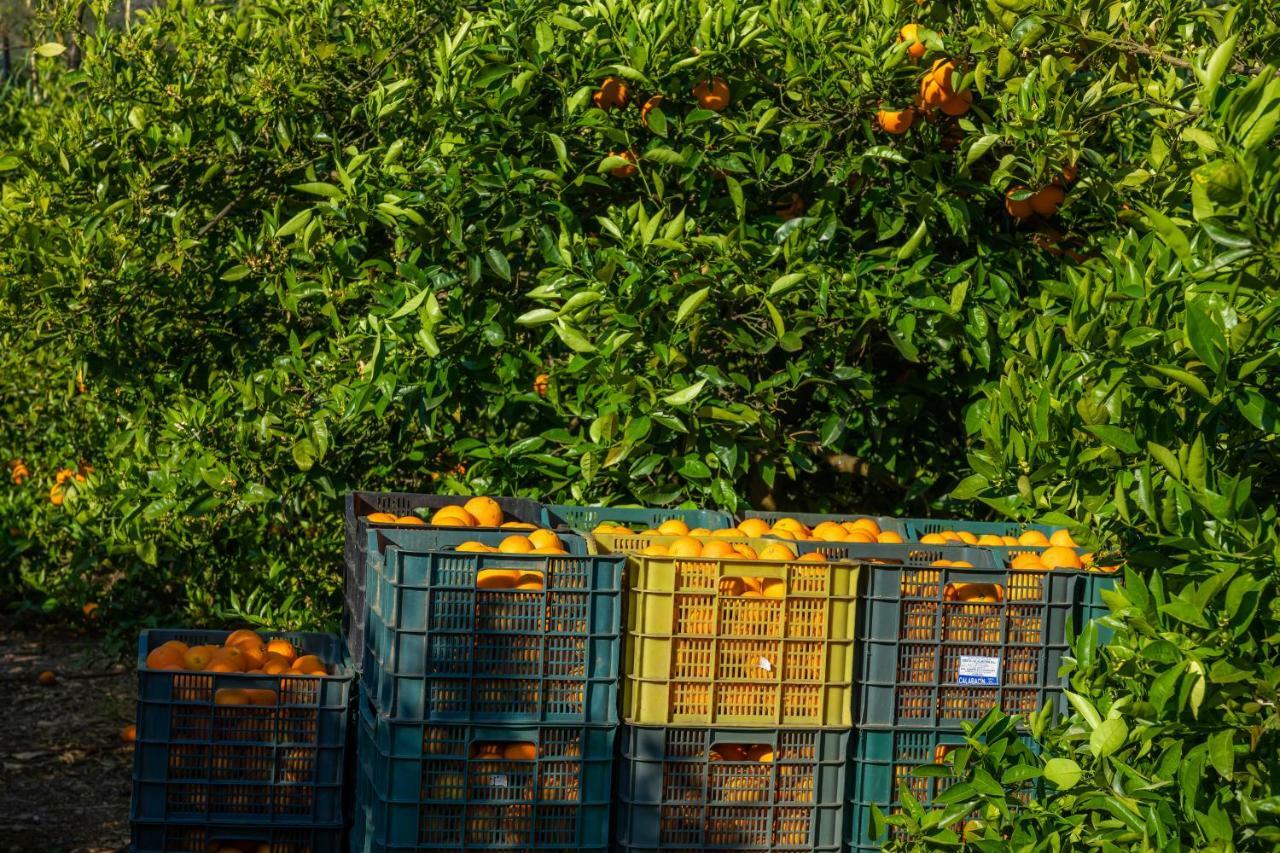 Finca Ca'S Curial - Agroturismo - Adults Only 索列尔 外观 照片