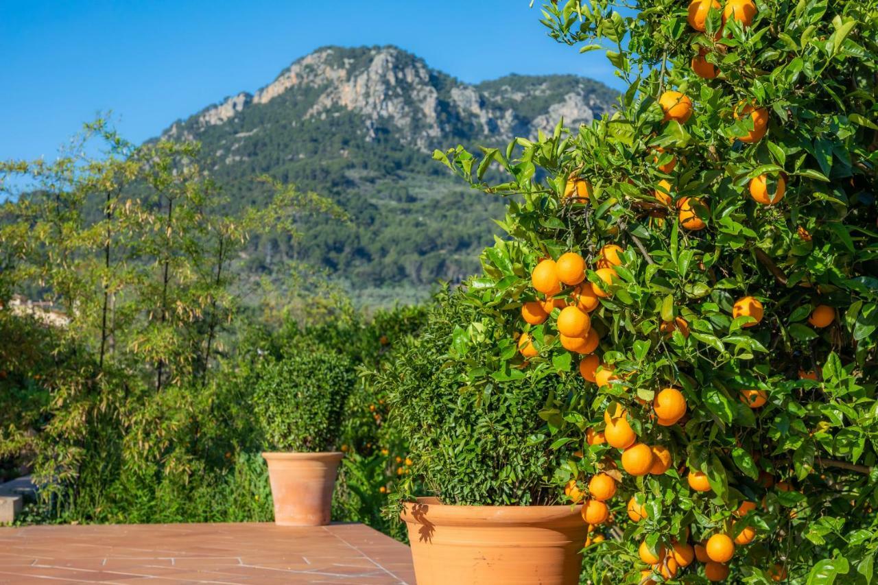 Finca Ca'S Curial - Agroturismo - Adults Only 索列尔 外观 照片