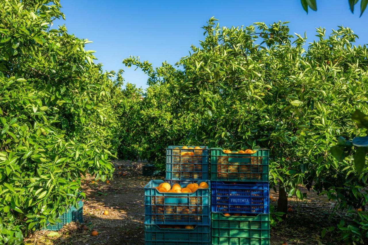 Finca Ca'S Curial - Agroturismo - Adults Only 索列尔 外观 照片