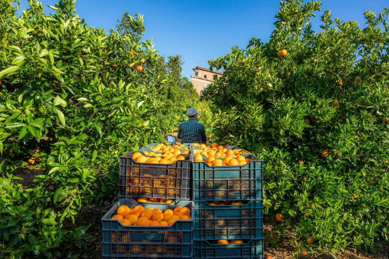 Finca Ca'S Curial - Agroturismo - Adults Only 索列尔 外观 照片